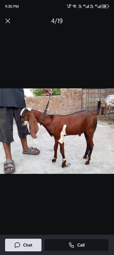 bakri our bachy