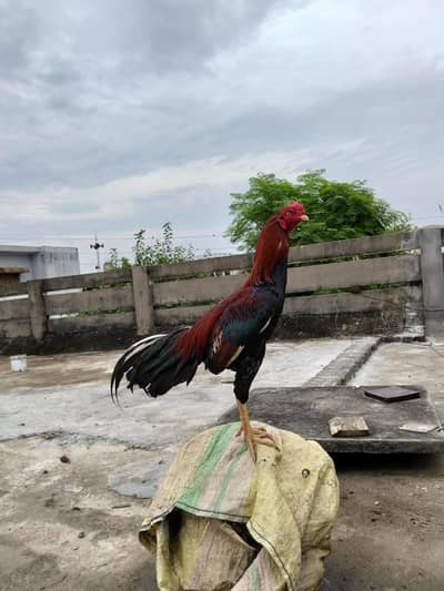 Pure Home-Bred Aseel Cock – 1 Year Old | Strong & Healthy