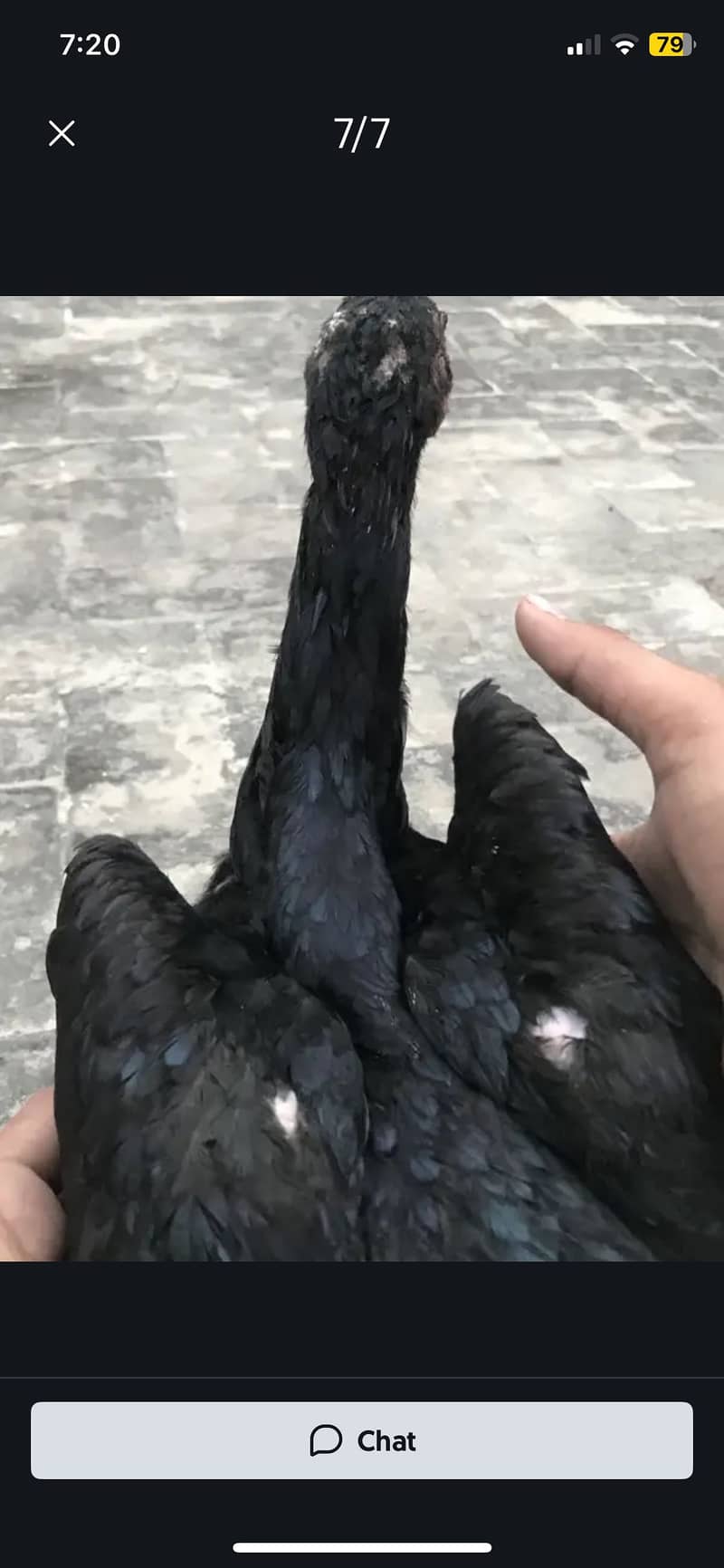 BLACK DRAGON (A+quality) 8