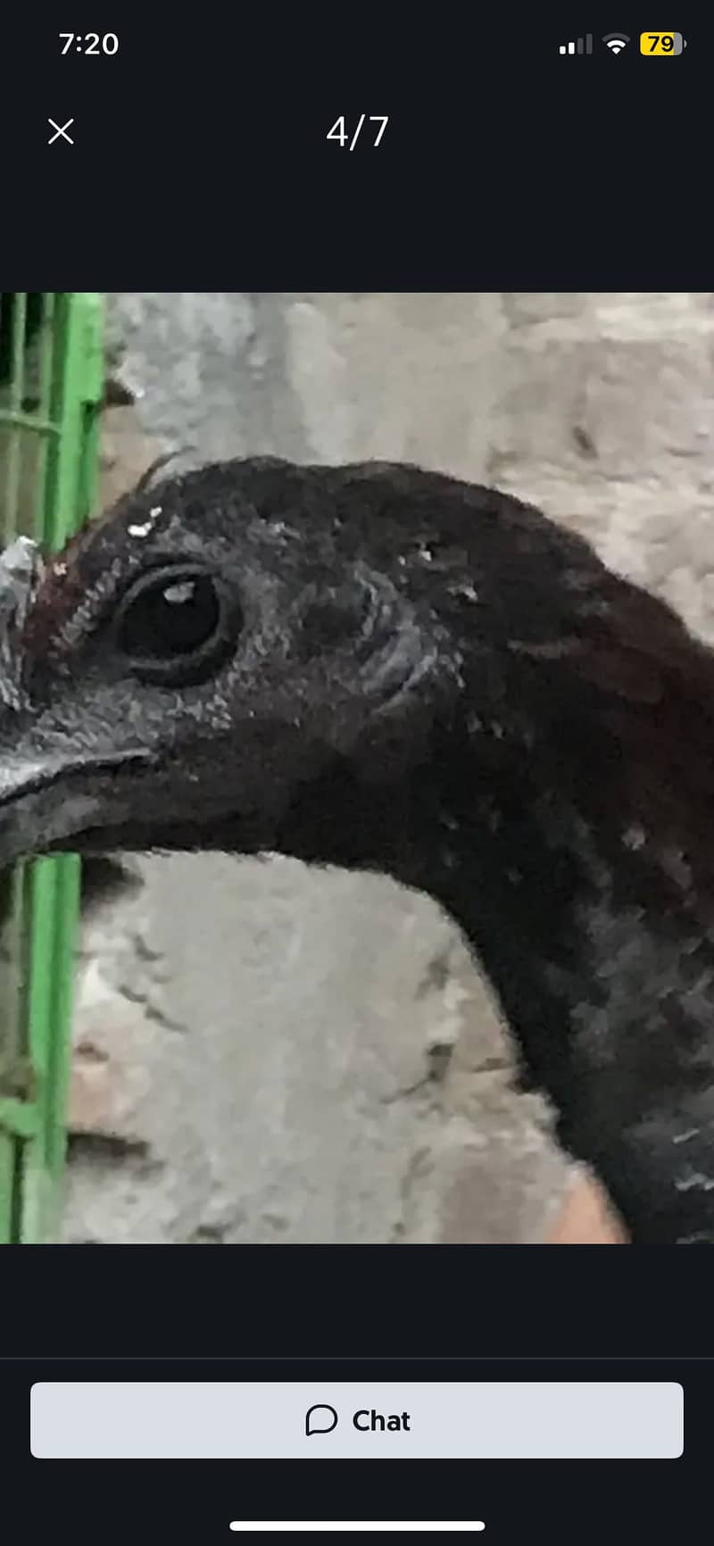 BLACK DRAGON (A+quality) 10