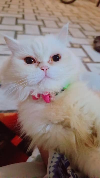 parsian cat