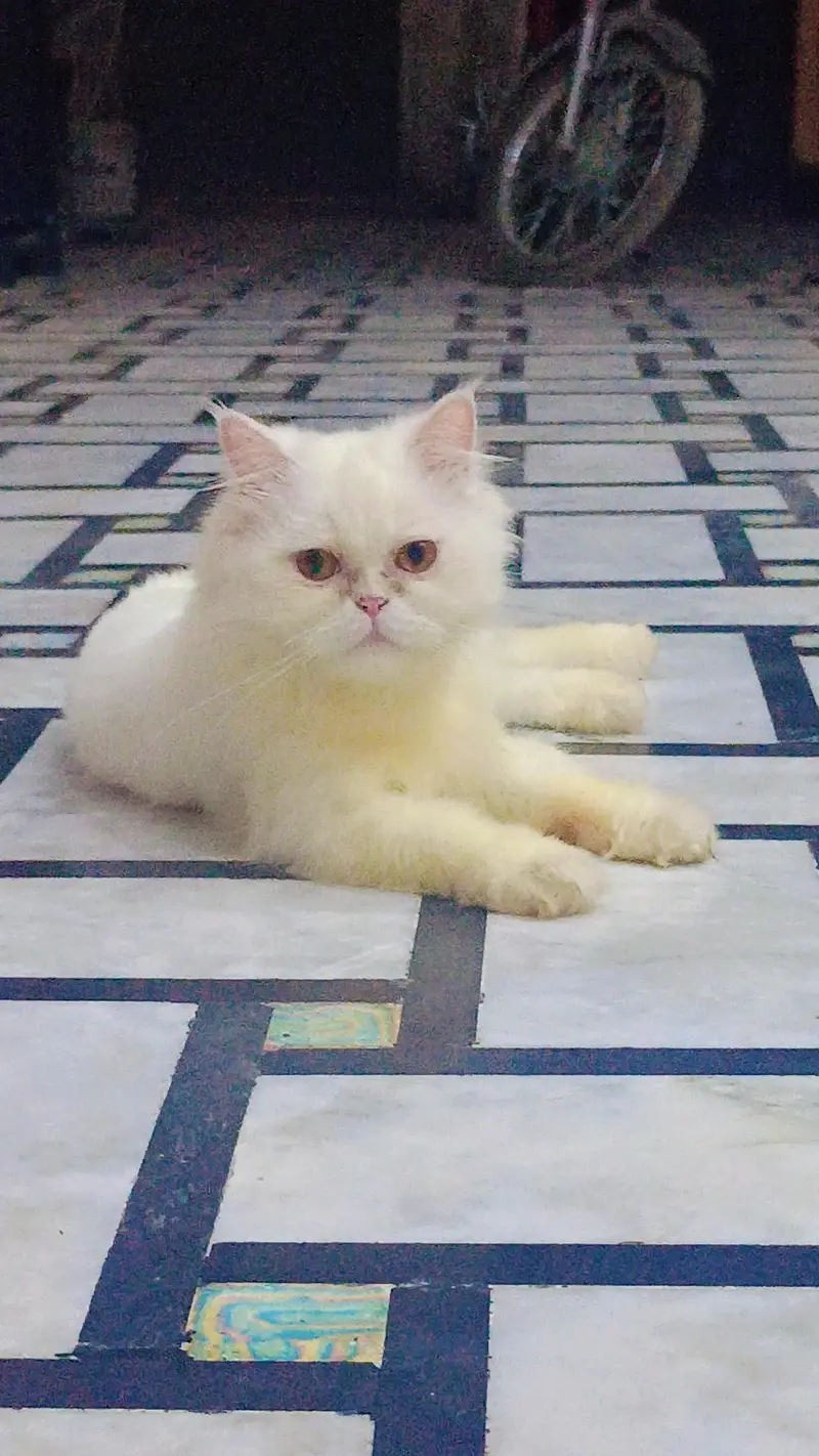 parsian cat — photo 2