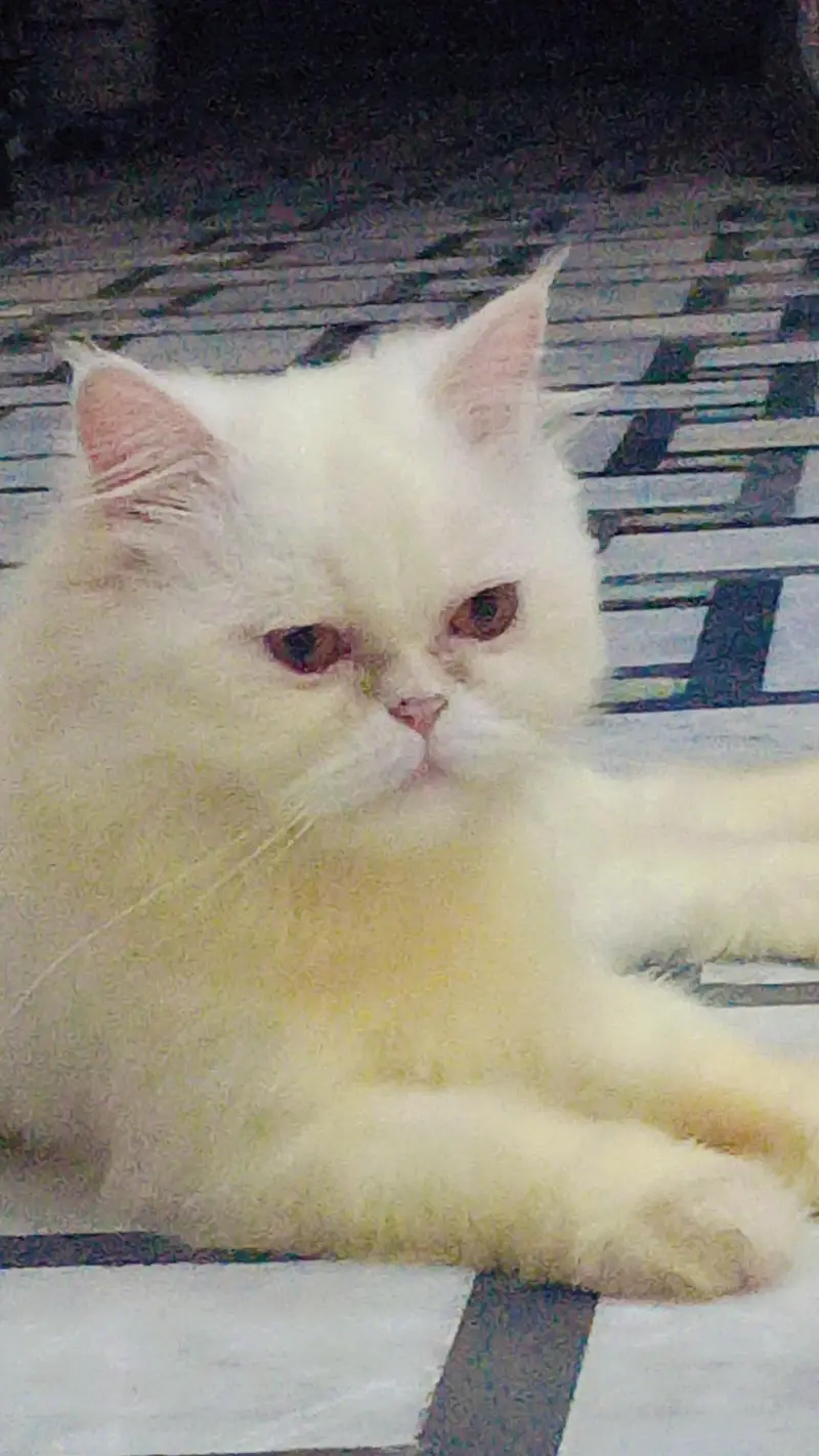 parsian cat — photo 3