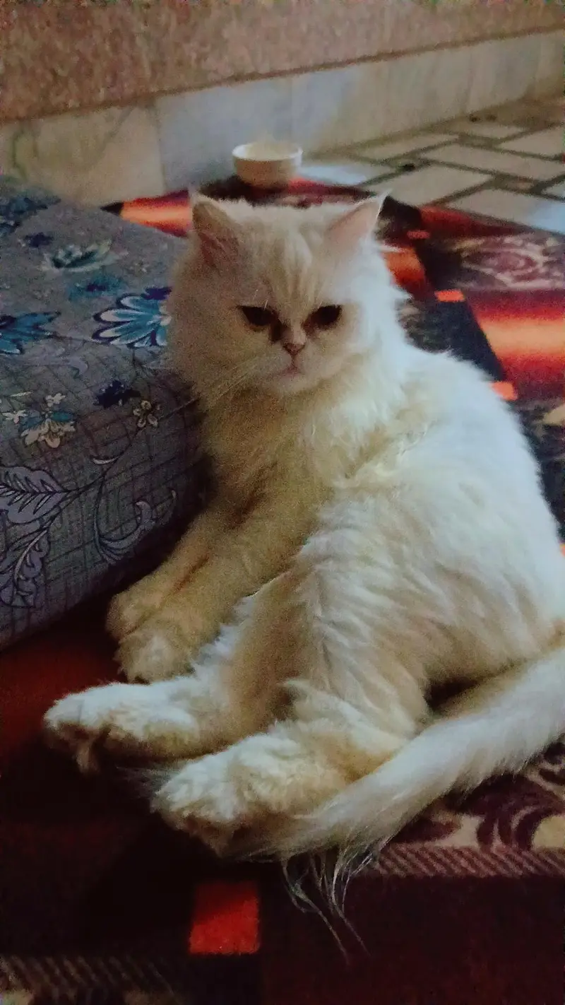 parsian cat — photo 4