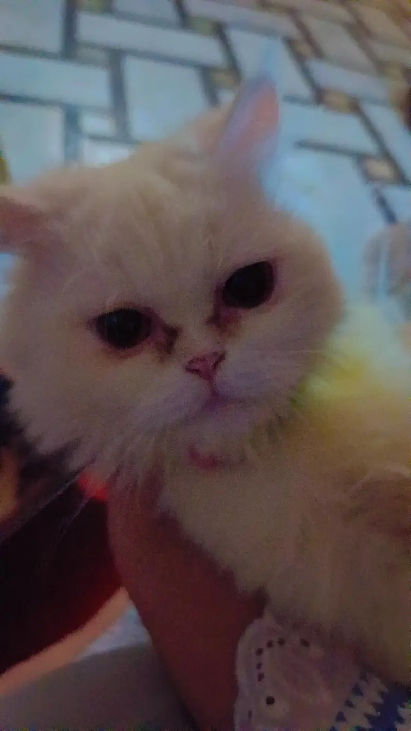 parsian cat — photo 5