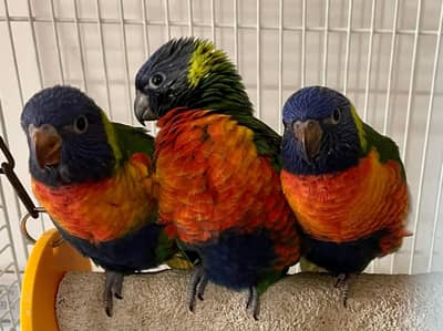 swinson lorikeet