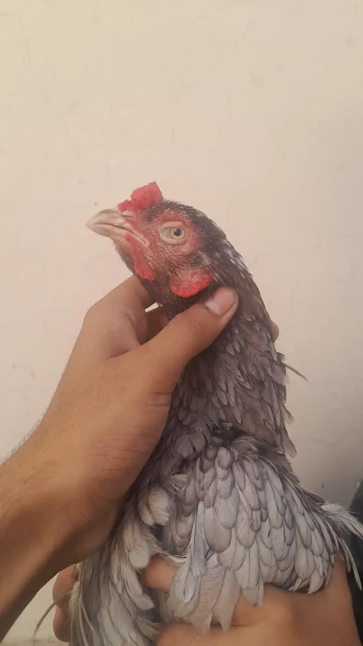 Saleti Madi and Chicks — photo 2