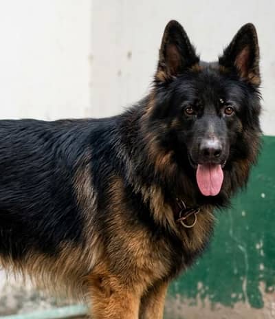Pink Pedigree Long cott