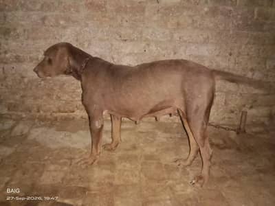 English pointer dog chocolate colur