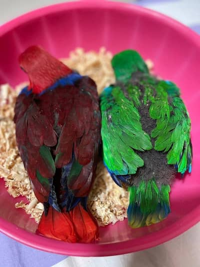 Grand Eclectus parrot chicks