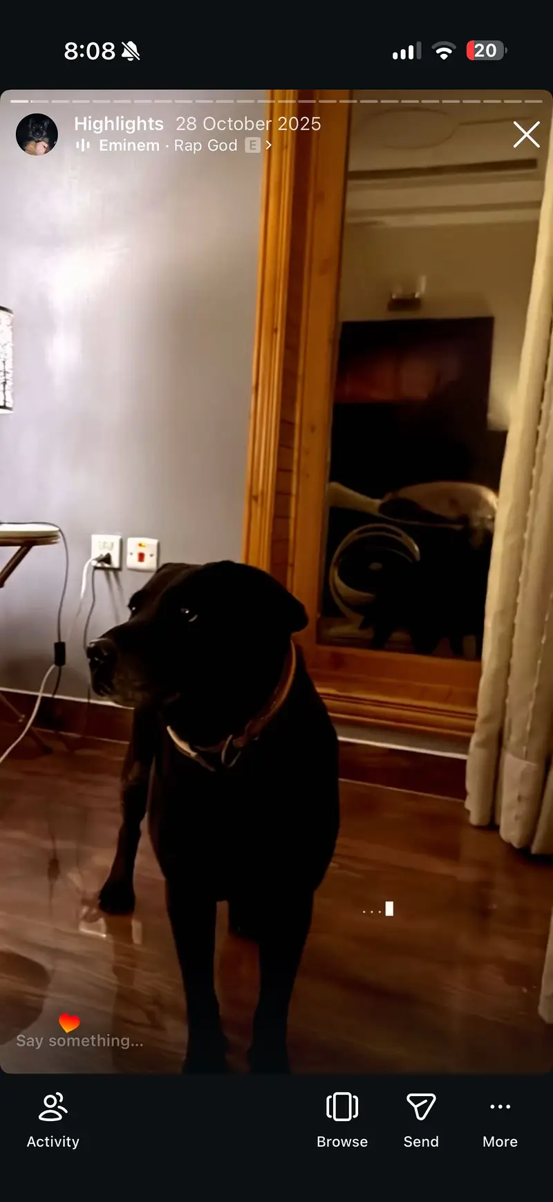 Female black army trained American labrador — photo 2