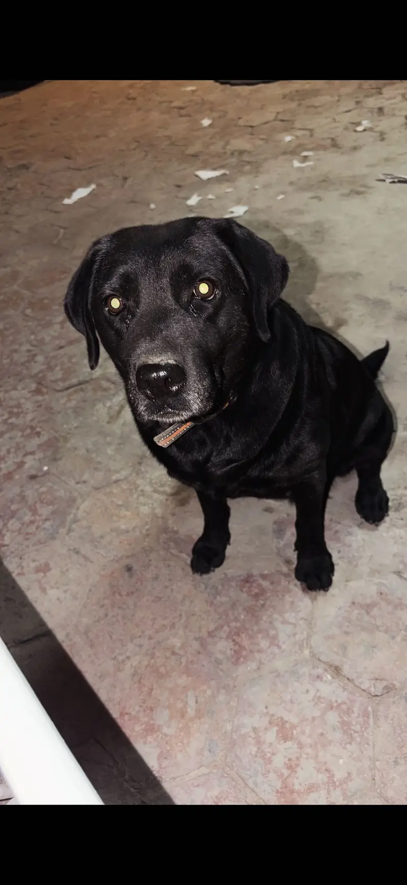Female black army trained American labrador — photo 3