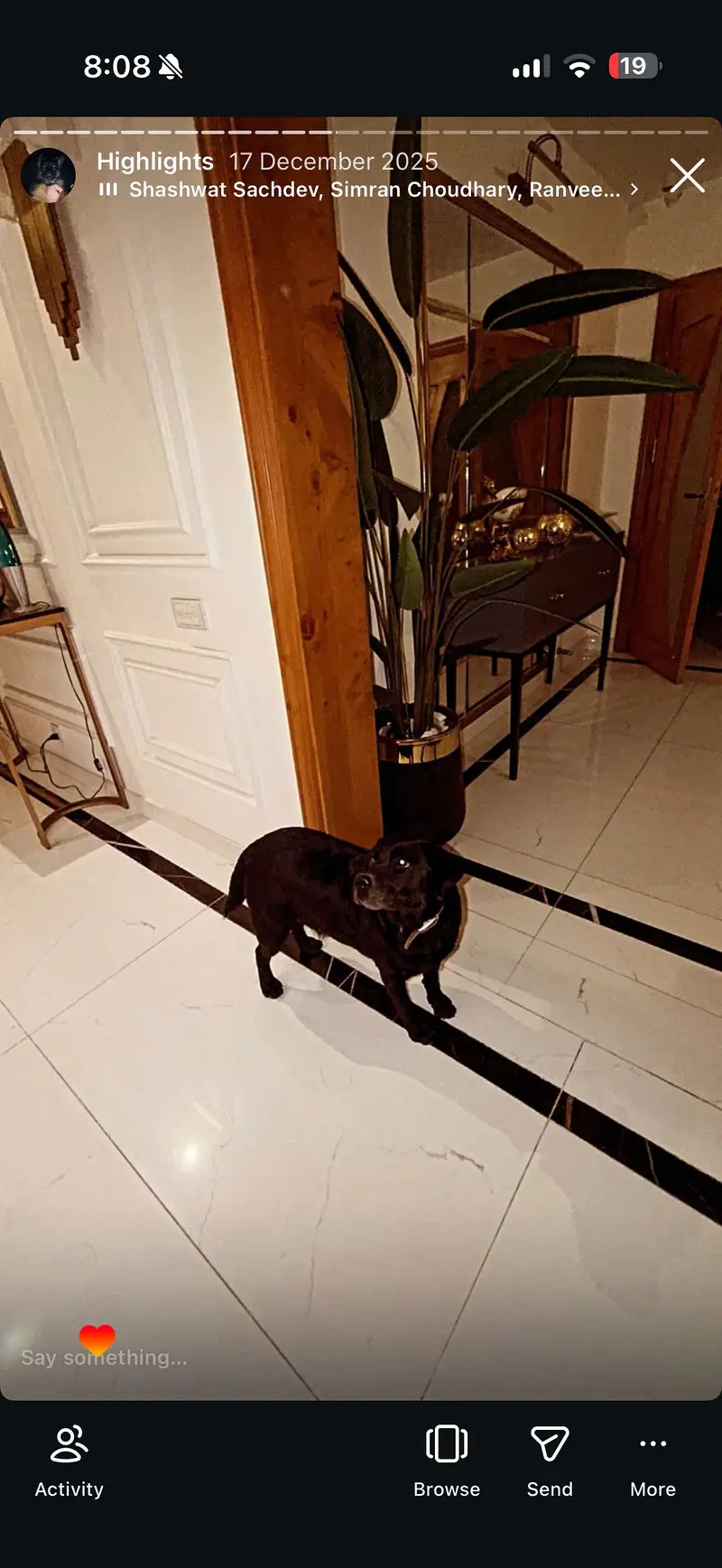 Female black army trained American labrador — photo 4
