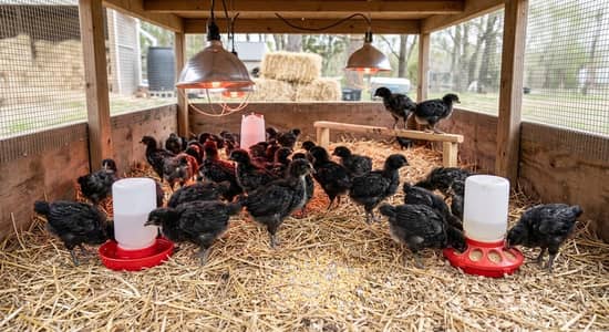 15 austrolop and 2 months astrolop chicks available 03270071900