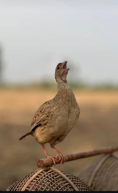 Irani teetar