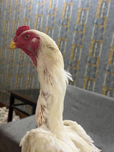 White German Oshamo