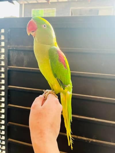 raw parrot female