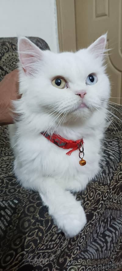 Persian, triple Coated, Odd Eyes