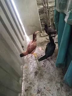 aseel jawa . mianwali. thai