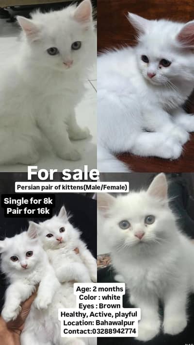 healthy Persian pair of kitten for sale