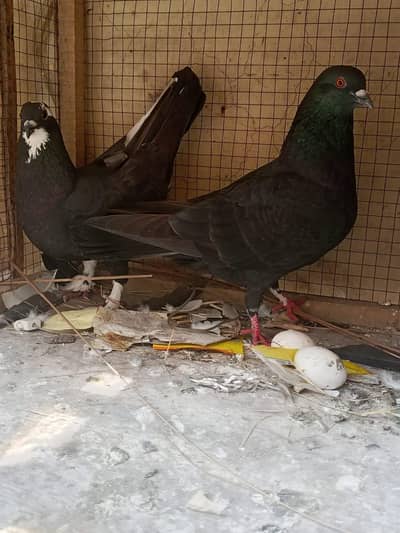 argent sale all setup 25/26 pigeon 2 cage 034741/60/562