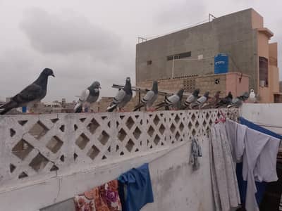 qasid pigeon
