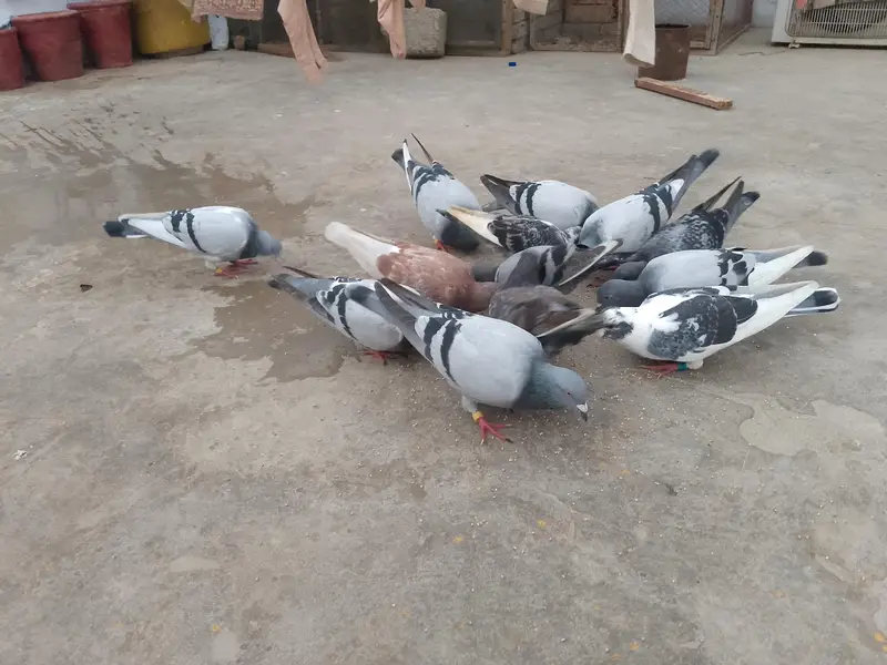 qasid pigeon — photo 2