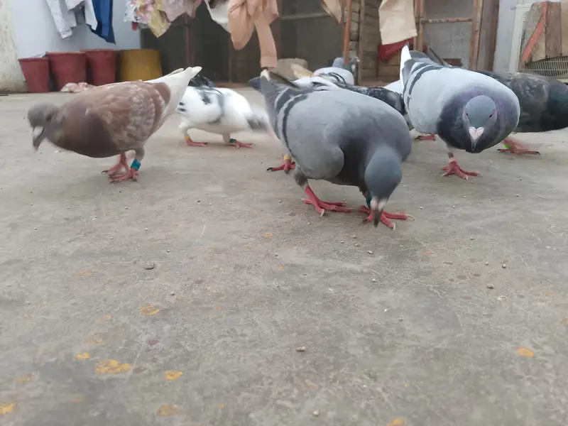 qasid pigeon — photo 4