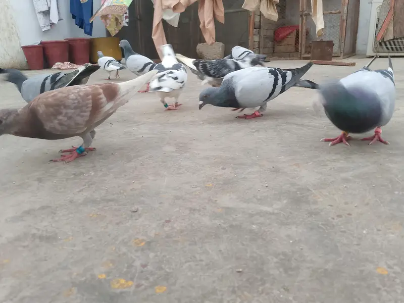 qasid pigeon — photo 5
