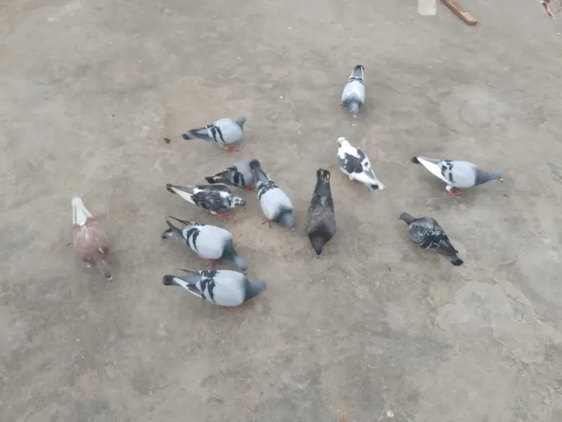 qasid pigeon — photo 6