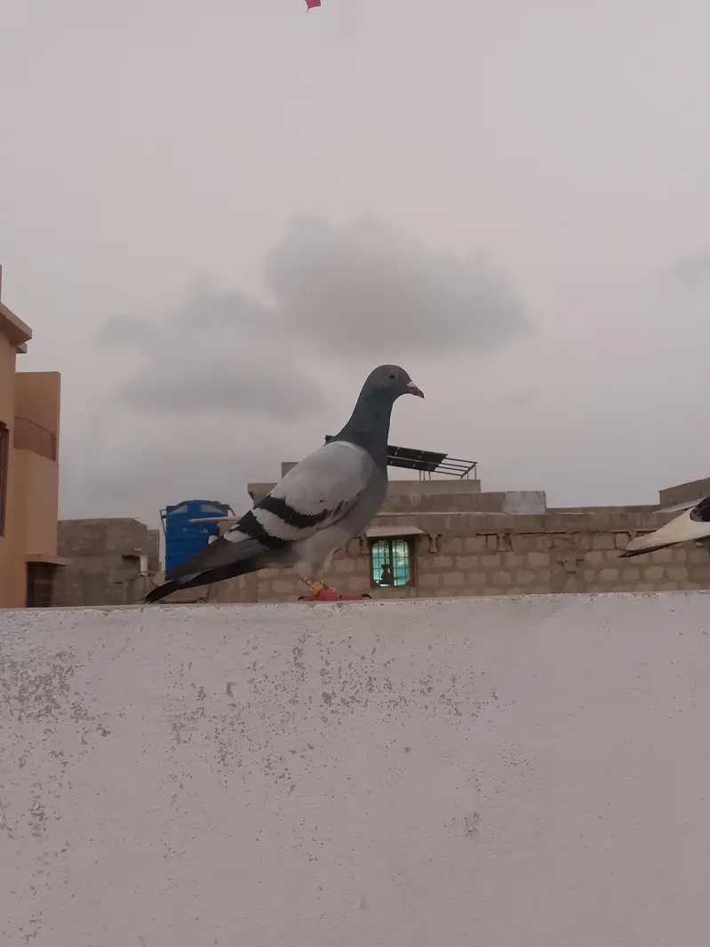 qasid pigeon — photo 8