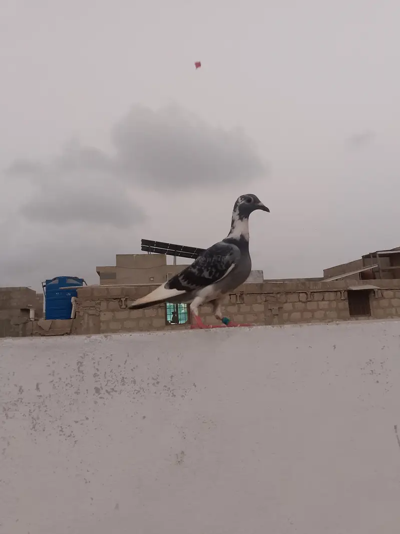 qasid pigeon — photo 9