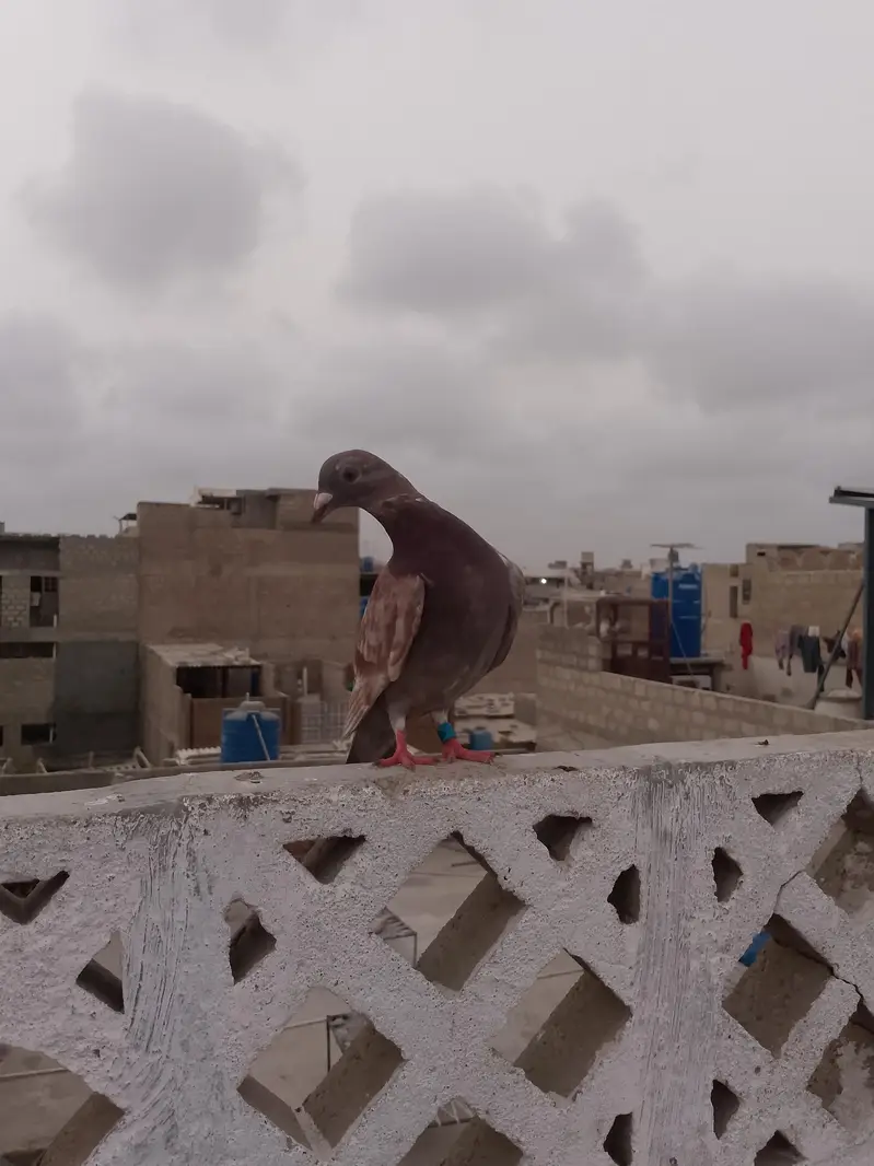 qasid pigeon — photo 10