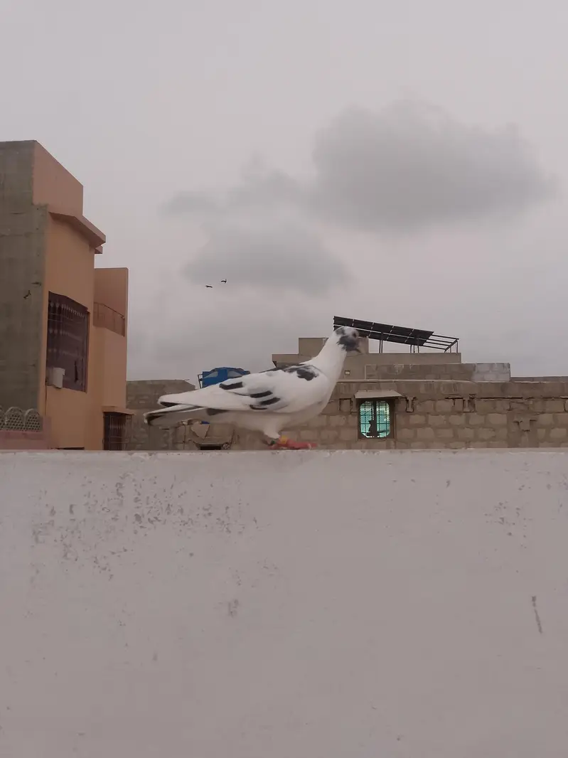 qasid pigeon — photo 11