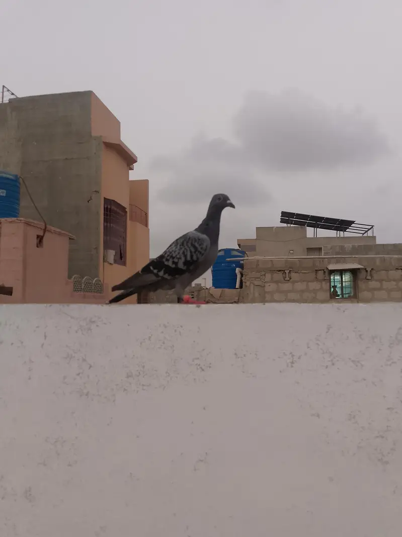 qasid pigeon — photo 12