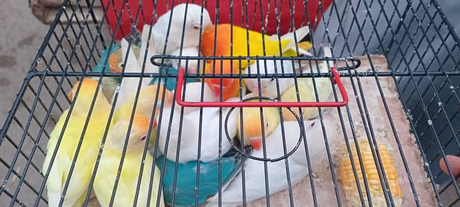 Fisher love bird set pairs and cages