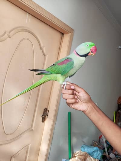 raw parrot male hand Tam and talking