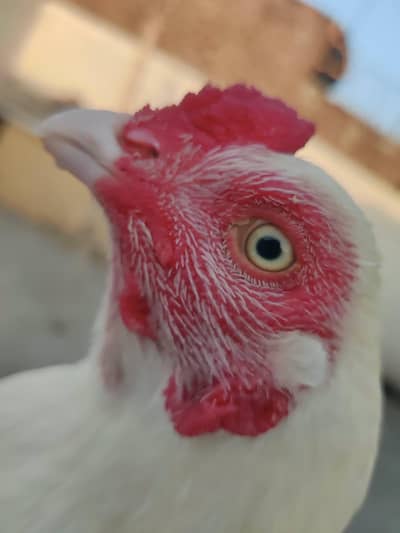 Heera for sale High Quality MashALLAH