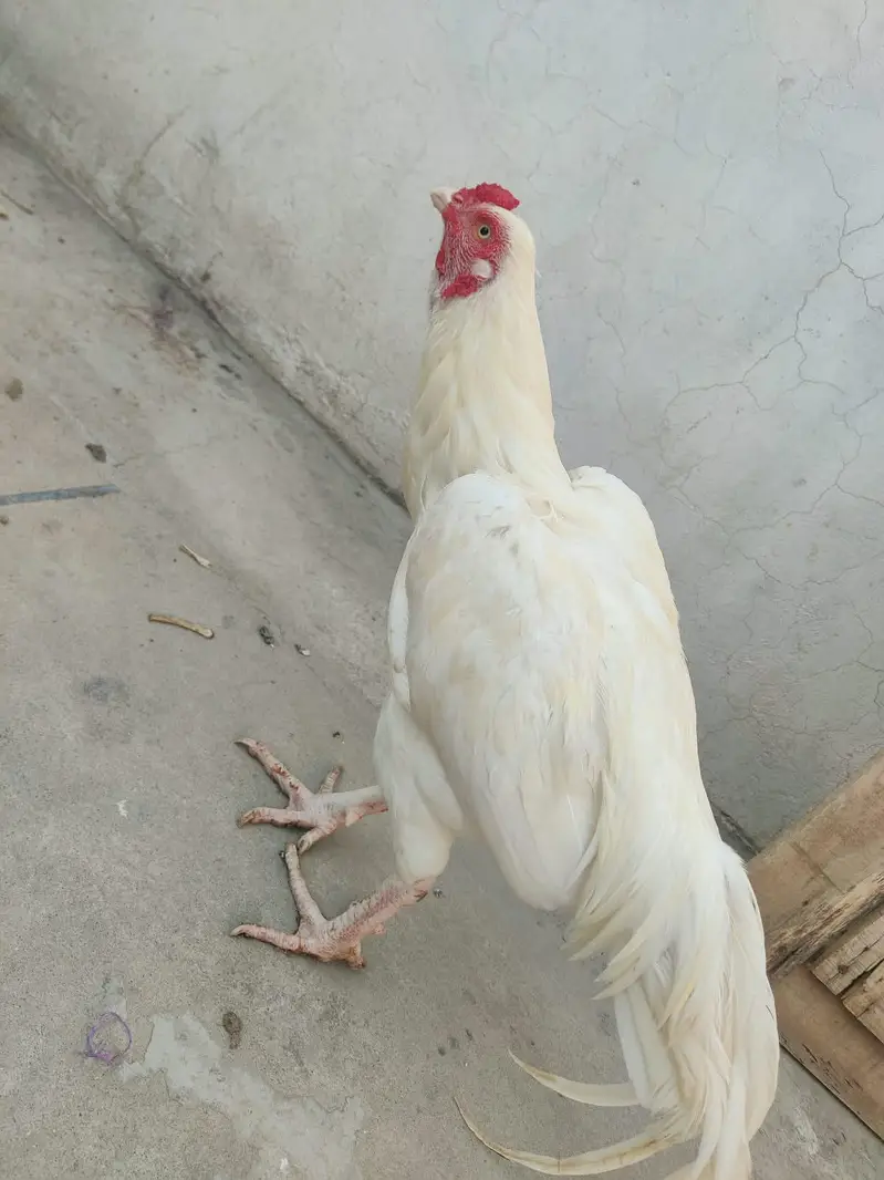 Heera for sale High Quality MashALLAH — photo 4