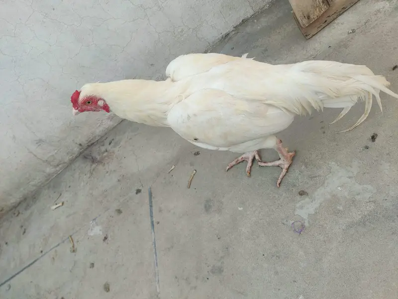 Heera for sale High Quality MashALLAH — photo 5