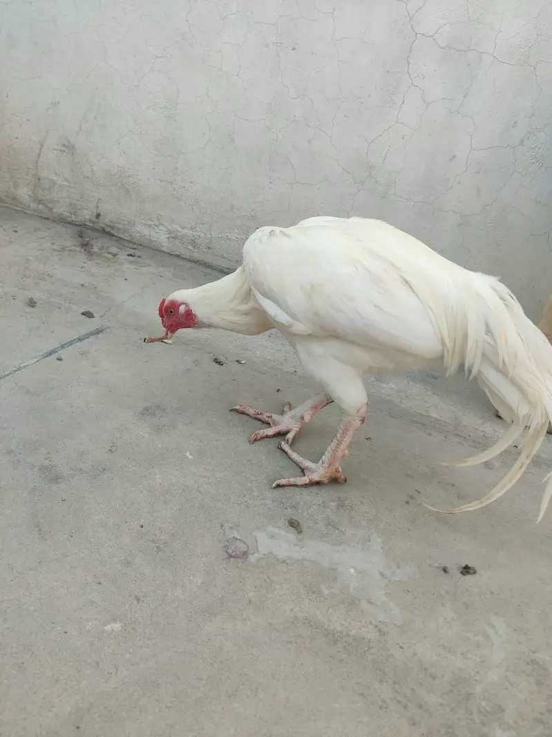Heera for sale High Quality MashALLAH — photo 6