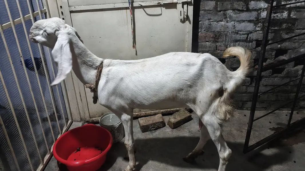6 teeth bakri baby age 4 month ek male 2nd kanj — photo 2