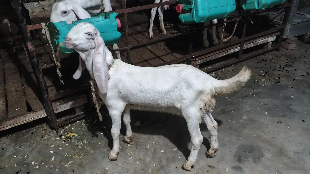 6 teeth bakri baby age 4 month ek male 2nd kanj — photo 3