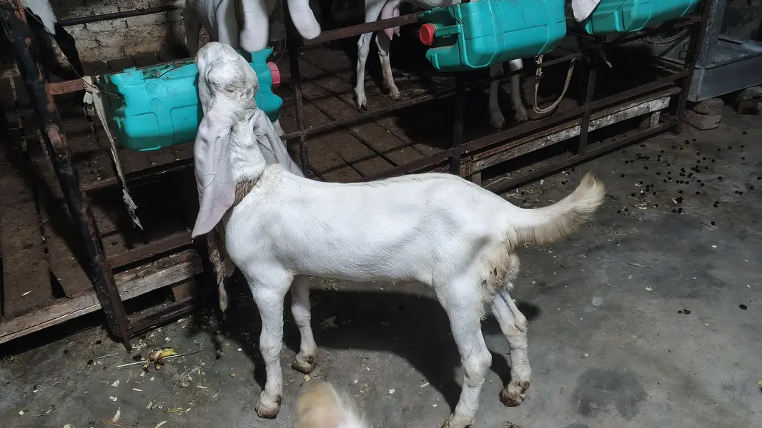 6 teeth bakri baby age 4 month ek male 2nd kanj — photo 4