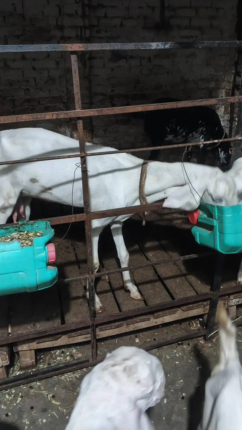 6 teeth bakri baby age 4 month ek male 2nd kanj — photo 5