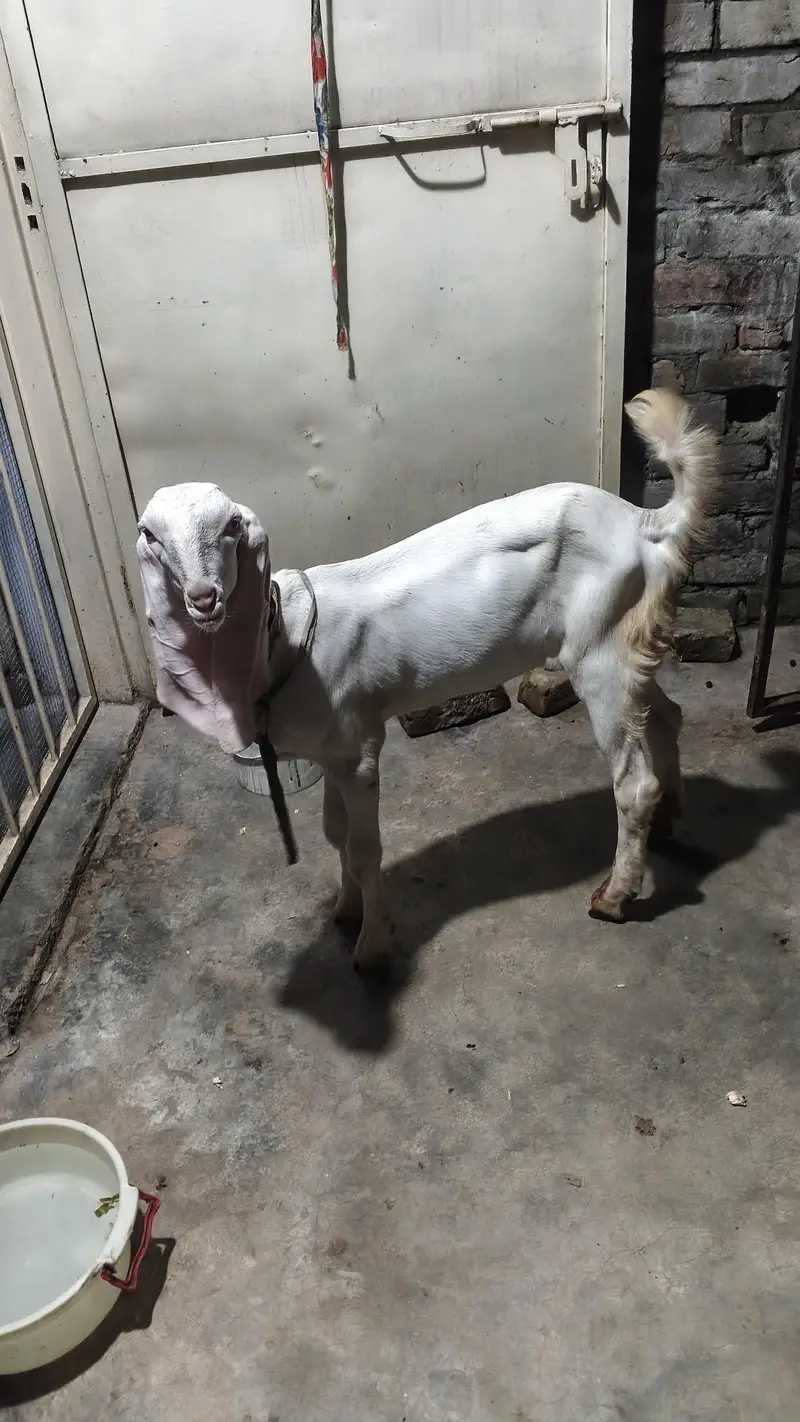 6 teeth bakri baby age 4 month ek male 2nd kanj — photo 6