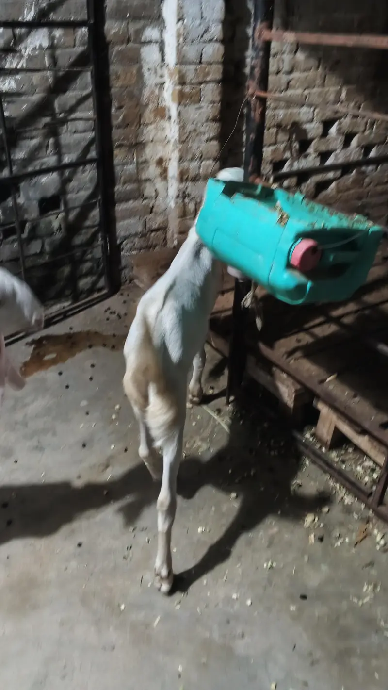 6 teeth bakri baby age 4 month ek male 2nd kanj — photo 9