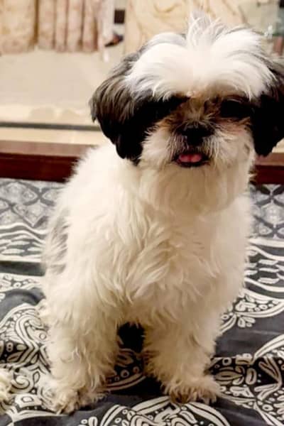 SHIHTZU FEMALE DOG FOR SALE | HEALTHY | FLUFFY | PLAYFUL