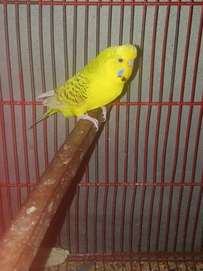 lemon TCB pair