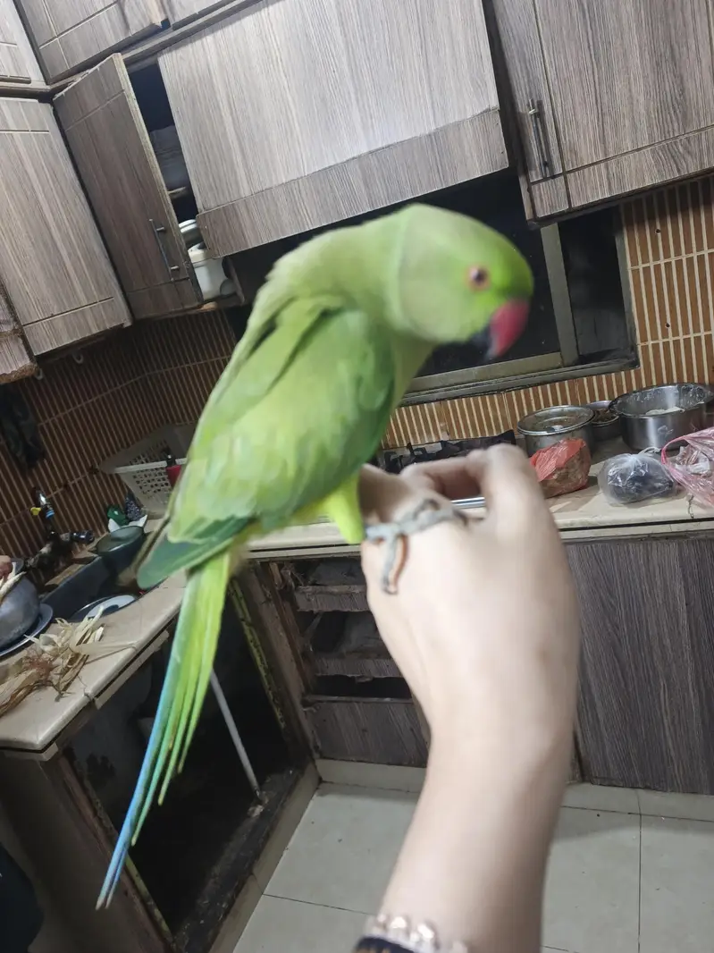 male parrot — photo 2